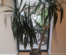 Mature Yukka plant (pot included)