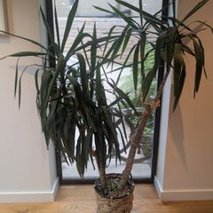 Mature Yukka plant (pot included)