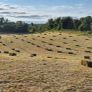 Small square bales of hay Image 2