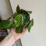 Rare Maranta Cat Mustache Image 6