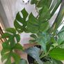 tall Madagascar Dragon Tree (Dracaena marginata), monstera, Peace Lily plant in the black  plastic pot container Image 3