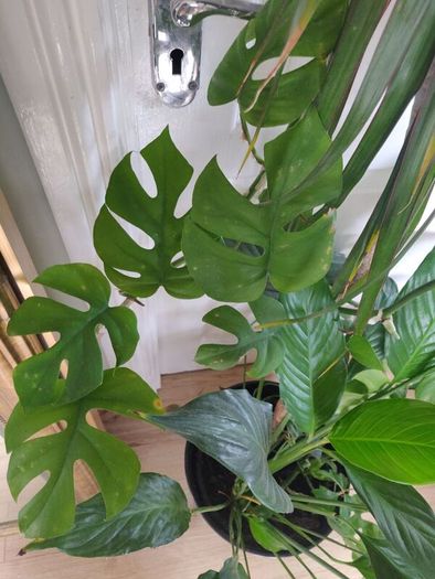 tall Madagascar Dragon Tree (Dracaena marginata), monstera, Peace Lily plant in the black  plastic pot container
