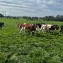 Incalf heifers Image 4