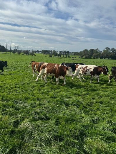 Incalf heifers