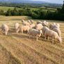 Organic hoggets ch x Image 3