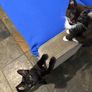 Kittens Image 2