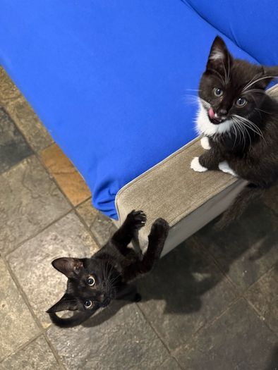 Kittens