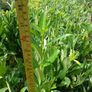 Laurel Hedging Image 4