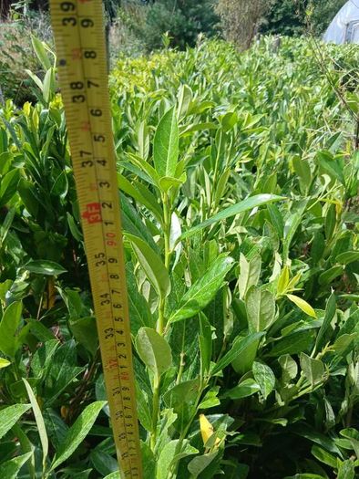 Laurel Hedging
