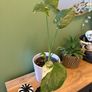 Monstera Thai Image 4