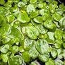 Frogbit Floating Pond / Aquarium Plants Image 2
