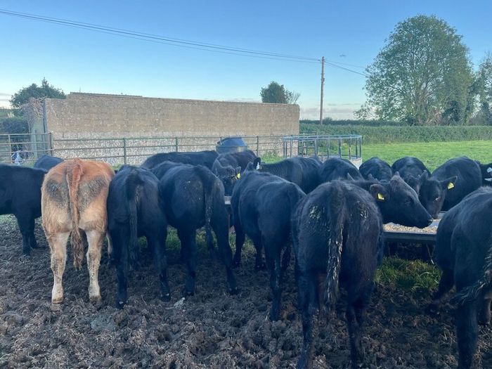 AAX heifers