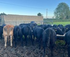 AAX heifers