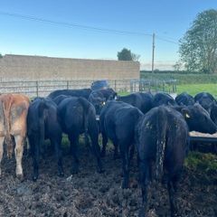 AAX heifers