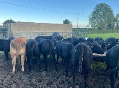 AAX heifers