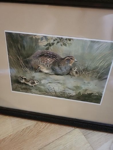 Antique picture partridge