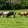 5x Maiden Heifers Image 6