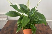 Peace lily house plant