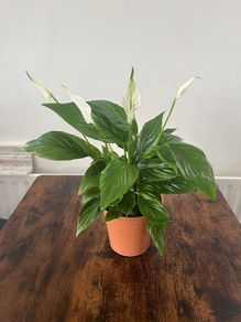 Peace lily house plant