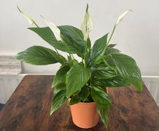Peace lily house plant