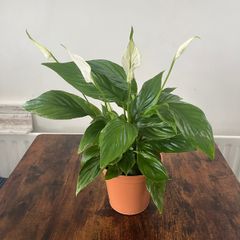 Peace lily house plant