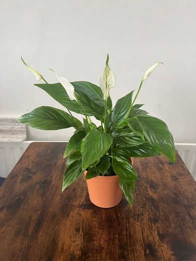 Peace lily house plant