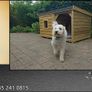 Luxury Dog Kennels Image 2