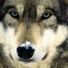 RustyWolf64