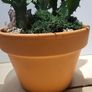 Euphorbia planter Image 5