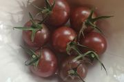 Tomato 'Black Cherry' Irish Seeds
