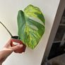 Monstera Aurea Image 2