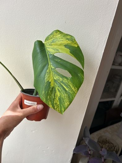 Monstera Aurea
