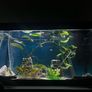 Fluval Tank + Fish Image 2