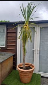 Palm Tree