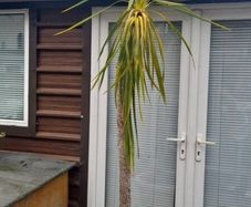 Palm Tree