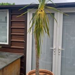 Palm Tree