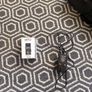 TC Electronic Ditto Looper Image 4