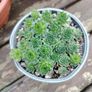 Bucket of Baby Succulents Image 2