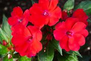 (I) Impatiens Accent F1 Scarlet seeds (10s) (414666)