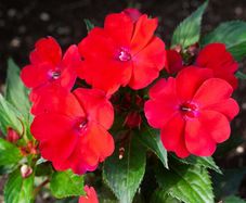 (I) Impatiens Accent F1 Scarlet seeds (10s) (414666)