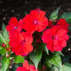 (I) Impatiens Accent F1 Scarlet seeds (10s) (414666)