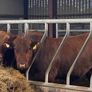 Red Angus bulls Image 2