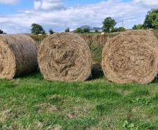 Round bales of rushes