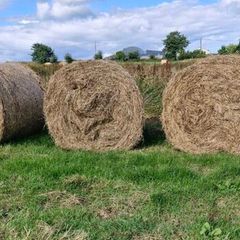 Round bales of rushes