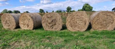 Round bales of rushes