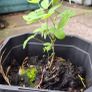 Labernum Plants Image 3