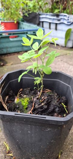 Labernum Plants