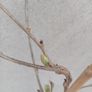Wisteria purple Image 2