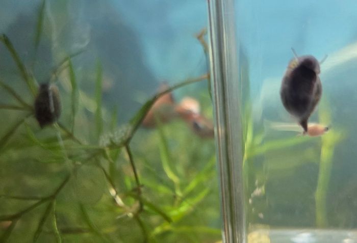 Bladder Snail