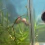 Bladder Snail Image 2